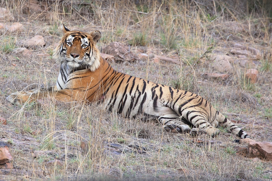 Discover India’s Top Wildlife Sanctuaries for Thrilling Adventures