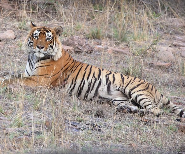 Discover India’s Top Wildlife Sanctuaries for Thrilling Adventures