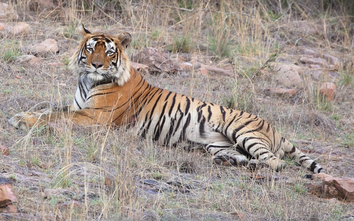 Photo Ranthambore National Park